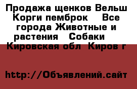 Продажа щенков Вельш Корги пемброк  - Все города Животные и растения » Собаки   . Кировская обл.,Киров г.